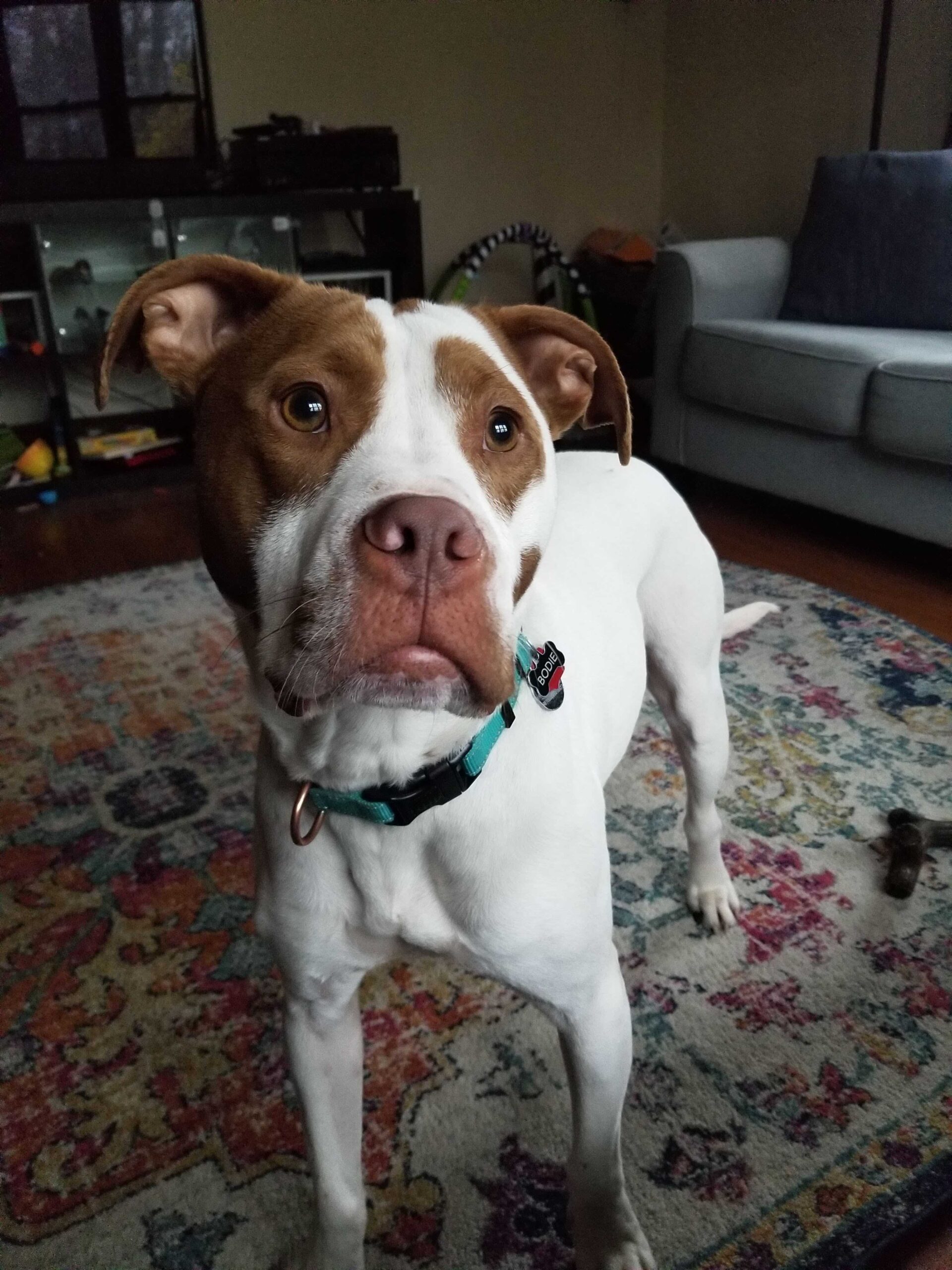Pets - Bodie1