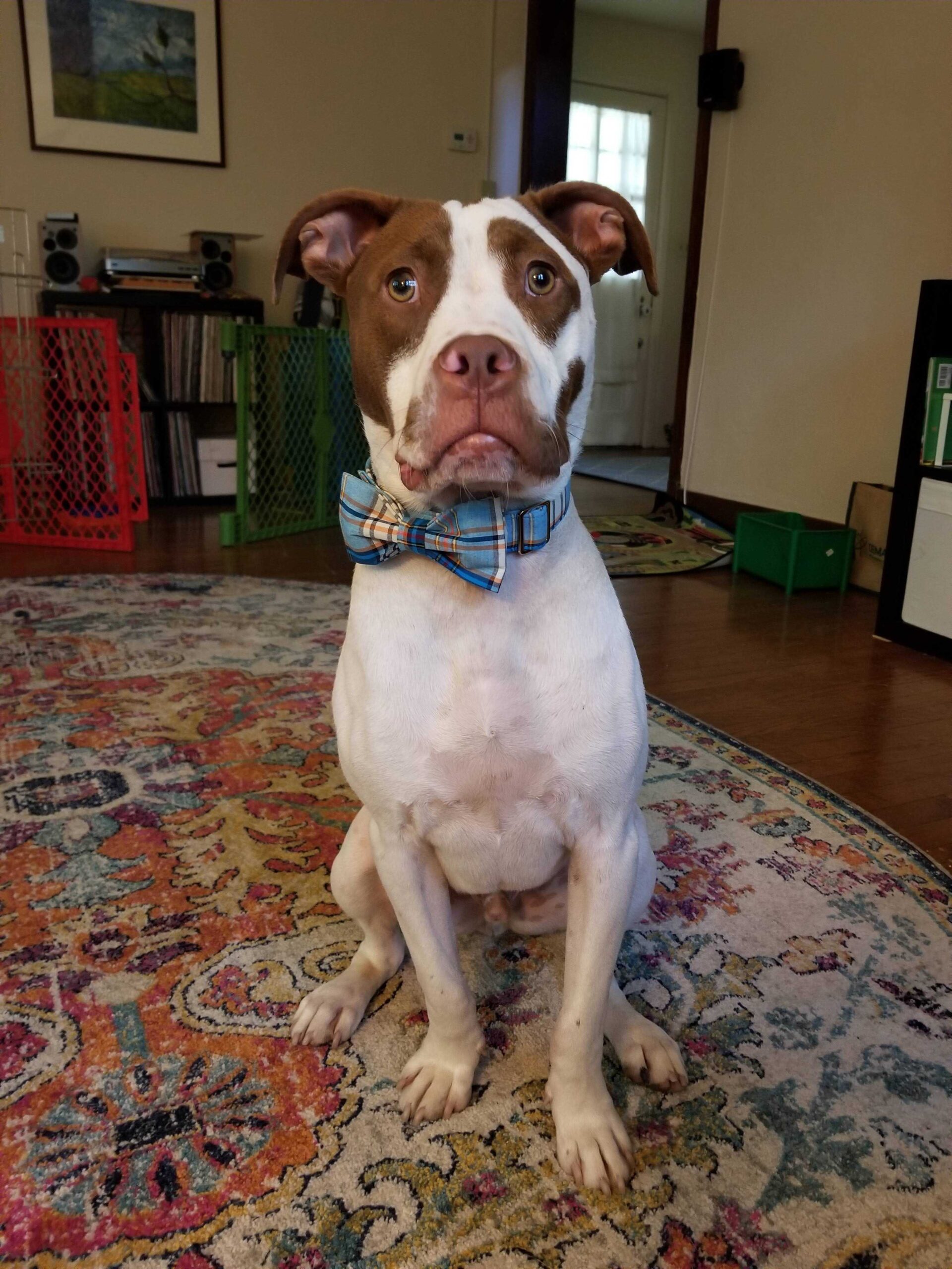 Pets - Bodie2