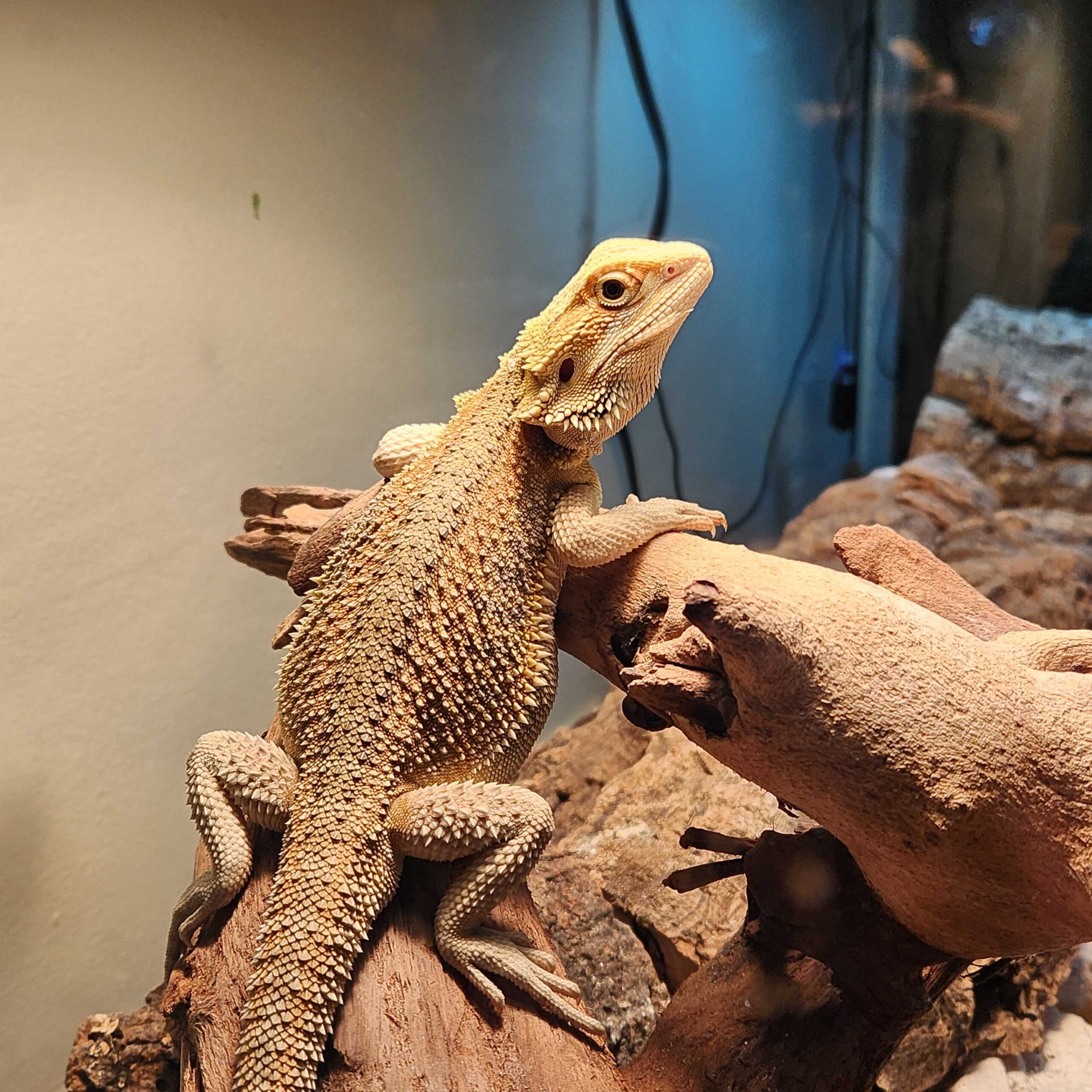 Pets - Dart1