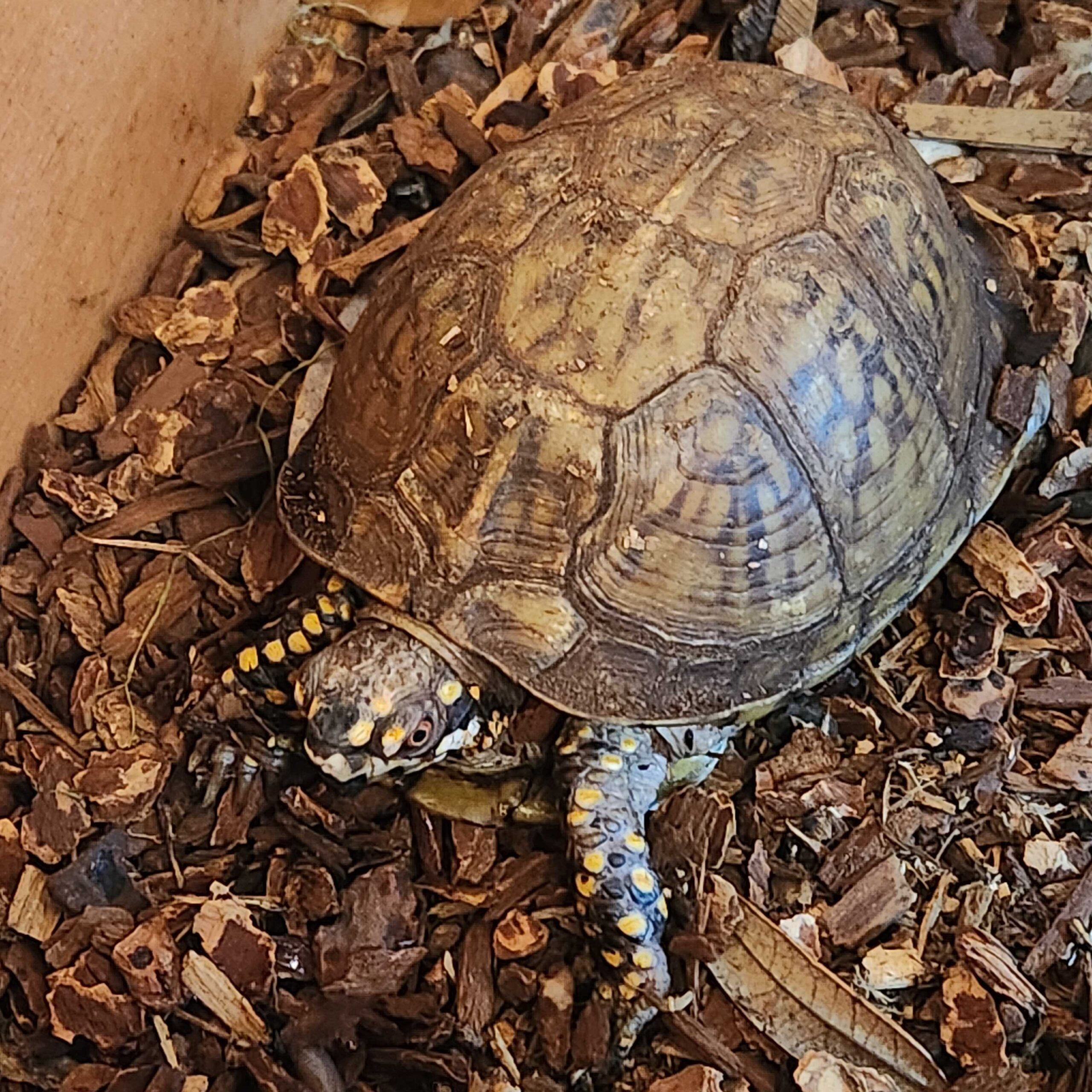 Pets - Zeus